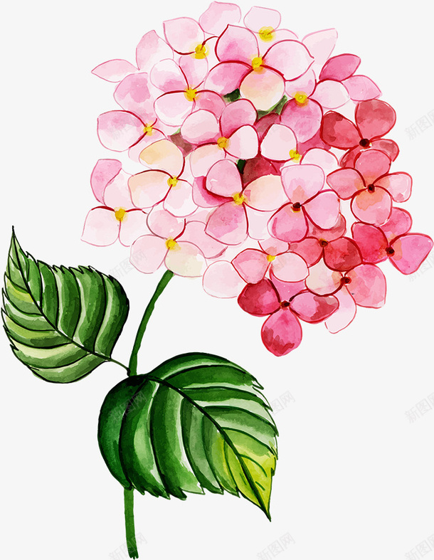 精美粉色手绘水彩风绣球花素材png免抠素材_88icon https://88icon.com 手绘 水彩 绣球花 植物 花草