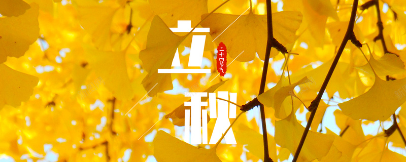 二十四节气立秋银杏叶banner海报psd设计背景_88icon https://88icon.com 二十四节气 传统节气 创意 天凉 天空 水彩 立秋 银杏叶 银杏树