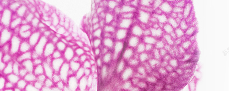 花瓣特写jpg设计背景_88icon https://88icon.com 粉紫色 唯美 纹理 网格 花瓣 蝴蝶 海报banner 质感