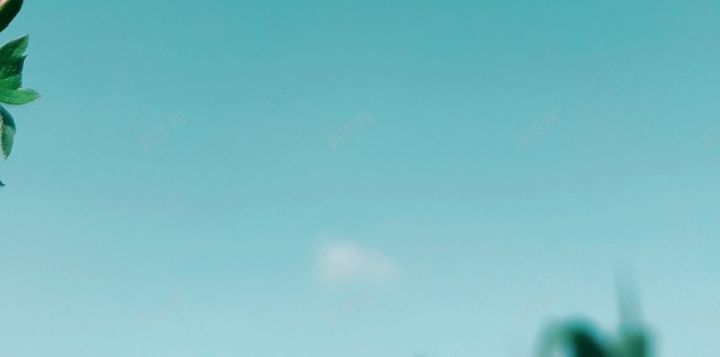 一朵迷人的小花花jpg设计背景_88icon https://88icon.com 花朵 蓝天 晴朗 壁纸