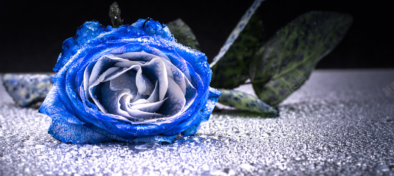 蓝色妖姬玫瑰花背景jpg设计背景_88icon https://88icon.com 海报banner 蓝色妖姬 玫瑰花 叶子 蓝色