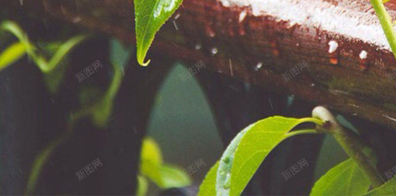 谷雨节气H5素材背景jpg设计背景_88icon https://88icon.com 谷雨 节气 中国风 树叶 水珠 H5素材