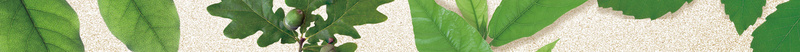 绿色叶子海报背景素材psd设计背景_88icon https://88icon.com 环保 背景 叶子 自然 海报 文艺 小清新 简约