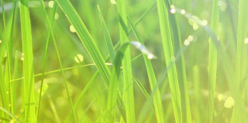 绿色草水珠发光H5背景素材jpg设计背景_88icon https://88icon.com H5 光线 发光 发光素材 水珠 水珠水雾素材 水珠背景 绿色 绿色素材 草 露珠