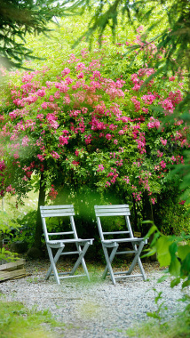 粉色花卉H5背景背景图片 粉色花卉H5背景背景