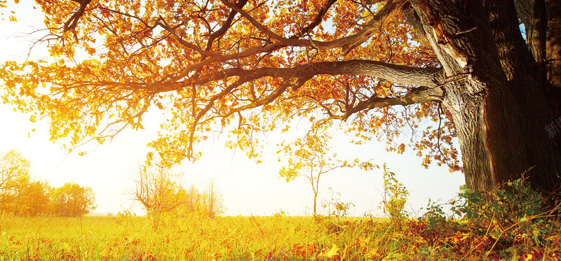 夕阳下大树美景背景bannerpsd设计背景_88icon https://88icon.com 夕阳下 大树 美景 背景 banner 落叶 海报banner 文艺 小清新 简约