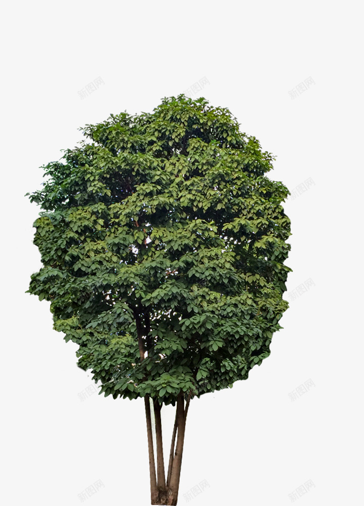 丛生假苹婆景观设计植物png免抠素材_88icon https://88icon.com 丛生 假苹 景观设计 植物