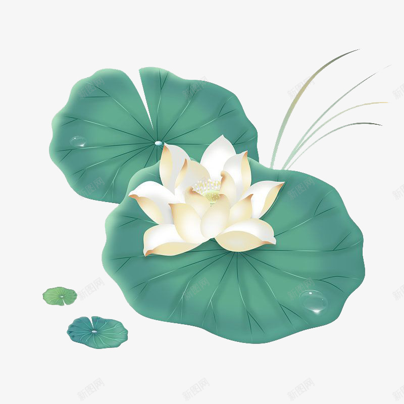 夏季荷叶荷花莲花png免抠素材_88icon https://88icon.com 夏天 夏季 夏至 大暑 小暑 荷叶 荷花 莲花 花