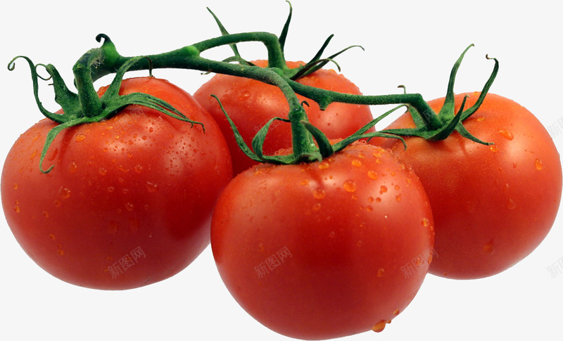 tomato12589恐龙png免抠素材_88icon https://88icon.com 恐龙