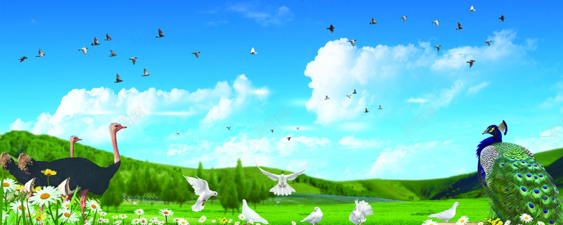 保护鸟类公益背景psd设计背景_88icon https://88icon.com 蓝色 绿色 白云 蓝天 孔雀 鸟群 花朵 山丘 公益 背景 清新