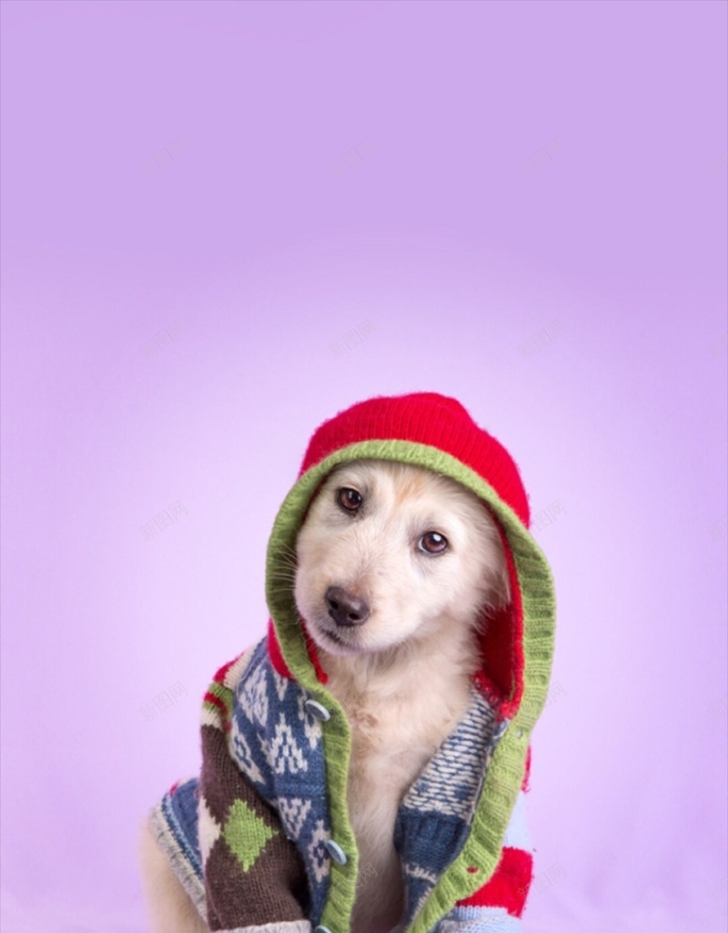 简约可爱萌猫咪宠物H5背景jpg设计背景_88icon https://88icon.com 可爱 萌 狗 动物 彩色 简约 H5 h5 文艺 小清新