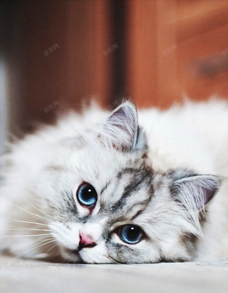 简约宠物萌猫咪H5背景jpg设计背景_88icon https://88icon.com 萌 可爱 猫 宠物 萌宠 简约 H5 h5 文艺 小清新