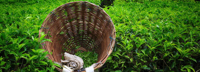茶园背景图jpg设计背景_88icon https://88icon.com 摄影 海报banner 绿色 茶叶 茶叶制作 茶园 采茶 风景