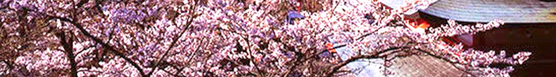 浪漫唯美樱花节日本旅游背景素材psd高清背景_88icon https://88icon.com 东京富士山 日本樱花 活动背景 浪漫粉色 樱花节 东京旅游 旅游海报 宣传背景 广告背景 开心 浪漫 梦幻