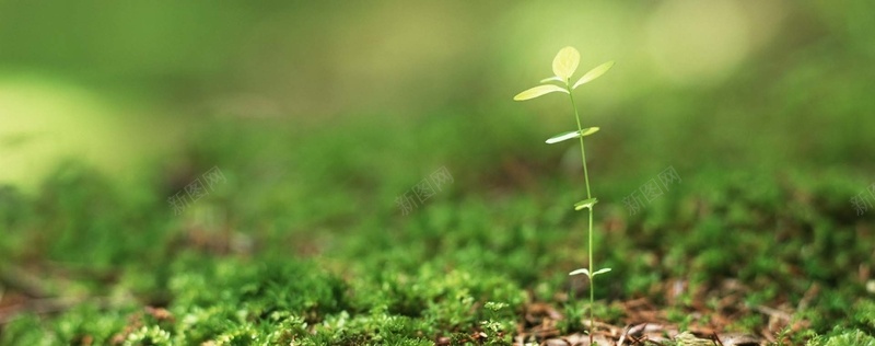 小树苗背景jpg设计背景_88icon https://88icon.com 幼苗 成长 植物 绿色 绿芽 希望 树苗 小树苗 小清新 文艺范 海报banner 文艺 简约