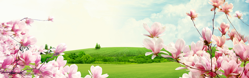 唯美盛开玉兰花海报背景psd设计背景_88icon https://88icon.com 玉兰花 远山 清爽 淘宝背景 天猫背景 广告背景 海报背景 花朵背景 绿色背景 清新背景 田园背景 banner 简约 大气 通用 淘宝海报 背景素材 唯美 背景 海报banner 浪漫 梦幻