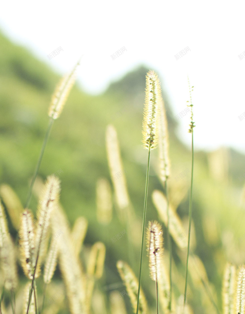 阳光下的狗尾巴草H5背景素材jpg设计背景_88icon https://88icon.com 狗尾巴草 春天 绿色 美景 阳光 生命力 春季 旅行 H5背景素材