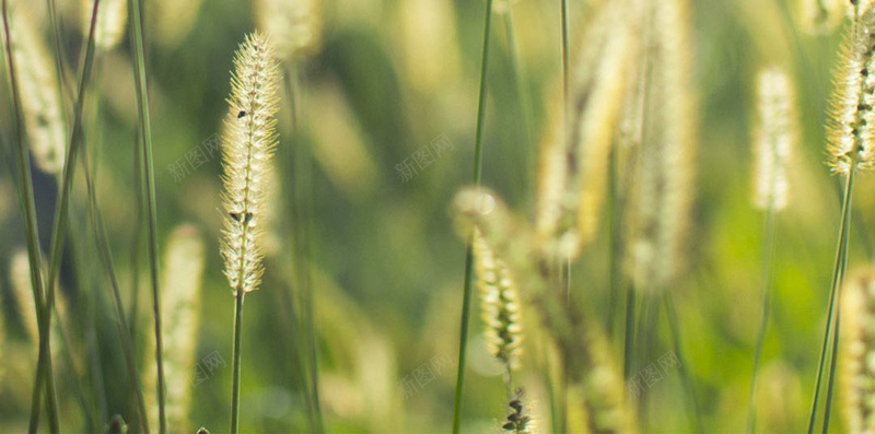 阳光下的狗尾巴草H5背景素材jpg设计背景_88icon https://88icon.com 狗尾巴草 春天 绿色 美景 阳光 生命力 春季 旅行 H5背景素材