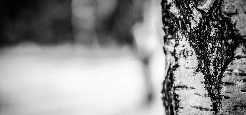 桦木冬季jpg设计背景_88icon https://88icon.com 冬季 雪 树 性质 桦木 桦木冬季 海报banner 摄影 风景