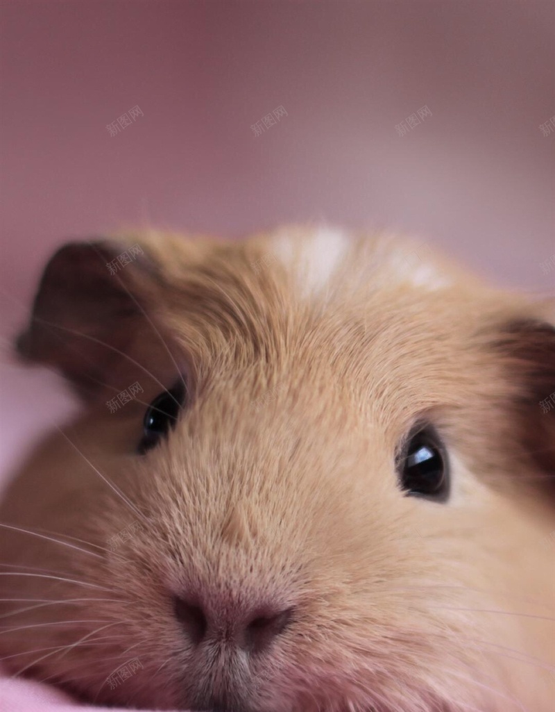 可爱仓鼠H5背景jpg设计背景_88icon https://88icon.com 仓鼠 萌 可爱 动物 彩色 H5背景 H5 h5 摄影 风景