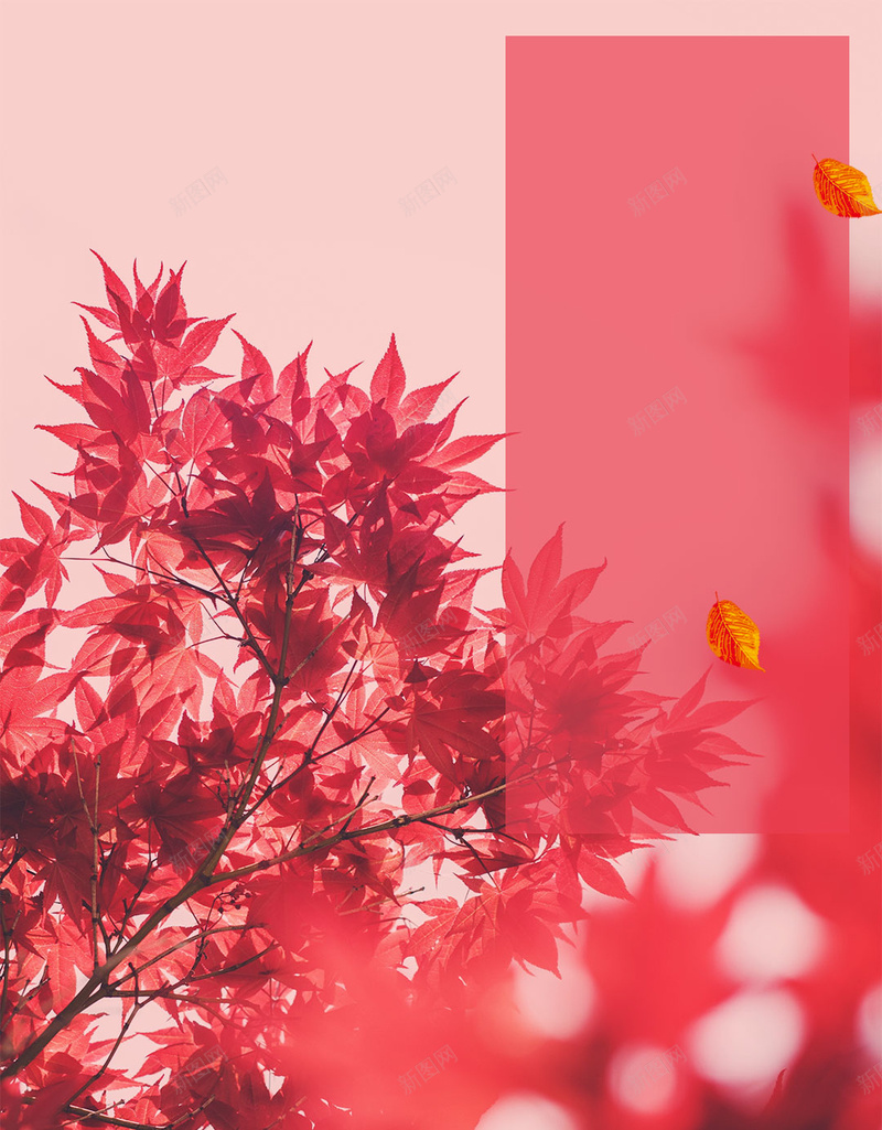 秋天红色枫叶唯美H5背景素材psd设计背景_88icon https://88icon.com 唯美图片 秋天海报 红色枫叶 秋天 秋 走心文案 秋季 你好 9月1日秋天 唯美