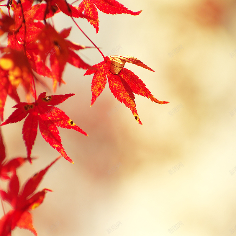 模糊枫叶背景jpg设计背景_88icon https://88icon.com 模糊 枫叶 质感 文艺 清新 主图 纹理