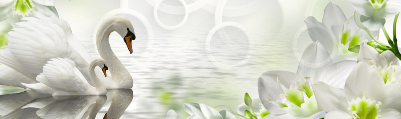 天鹅简约背景psd设计背景_88icon https://88icon.com 简约背景 圆圈 天鹅 白色 花朵 海报banner
