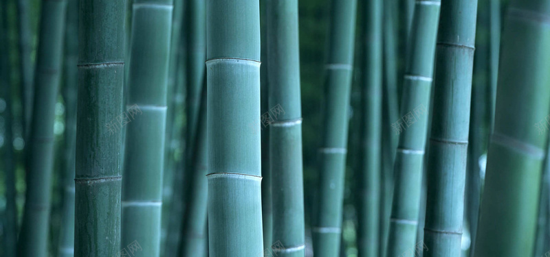 翠竹背景jpg设计背景_88icon https://88icon.com 翠竹 绿色 植物 竹子 中国风 竹竿 树林 竹林 海报banner 摄影 风景