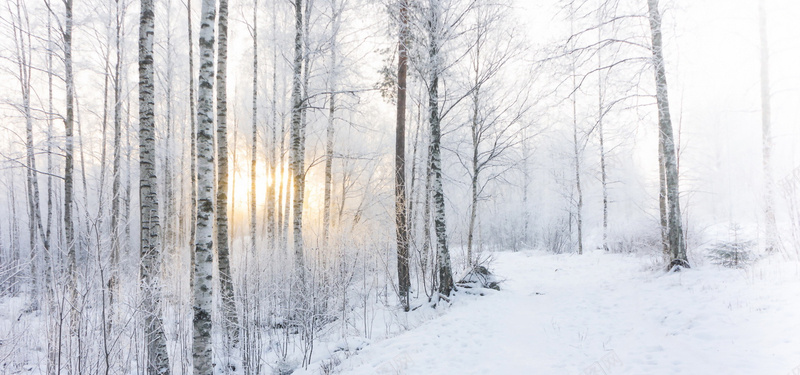 树林雪景淘宝海报背景bannerjpg设计背景_88icon https://88icon.com 树林 雪 阳光 海报banner 摄影 风景