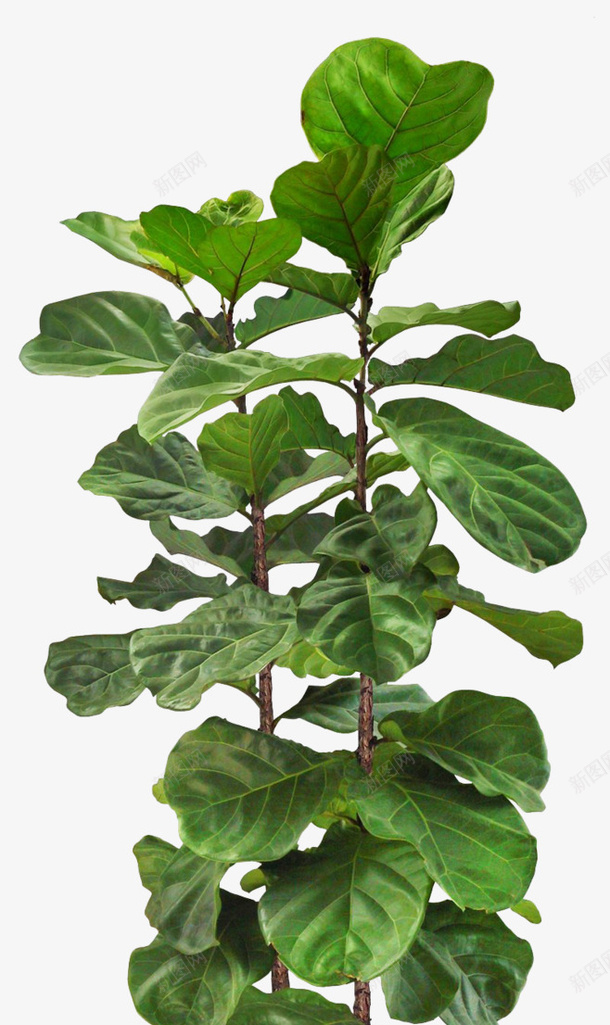 居家绿色植被盆栽png免抠素材_88icon https://88icon.com 居家 盆栽 绿色植物 植被 绿色