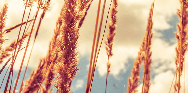 黄色风景安卓宽屏H5背景jpg设计背景_88icon https://88icon.com 天空 白云 水稻 黄色 风景 H5 h5 摄影