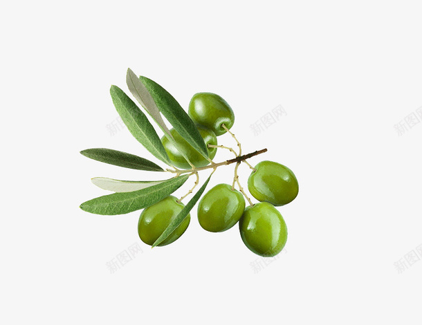 装饰性植物素材png免抠素材_88icon https://88icon.com 植 物 素 材