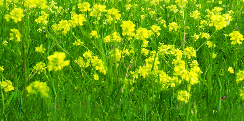 蓝色白云黄花H5背景素材jpg设计背景_88icon https://88icon.com 蓝色 白云 绿草 天空 蓝色白云 H5 蓝色素材 黄花 黄色