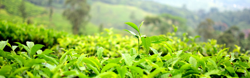茶园背景bannerjpg设计背景_88icon https://88icon.com 淘宝茶叶背景 小清新 简约 绿色 茶园 电商 女装 海报banner 文艺