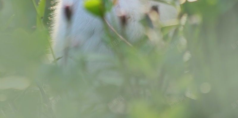绿色简约可爱兔子H5背景jpg设计背景_88icon https://88icon.com 兔子 兔耳朵 可爱 清新 简约 风景 H5 h5 摄影