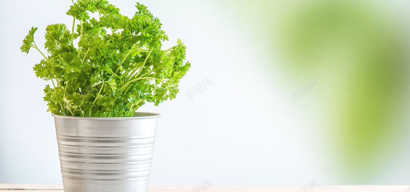 植物背景图jpg设计背景_88icon https://88icon.com 静物 植物 薄荷 绿色 海报banner 摄影 风景