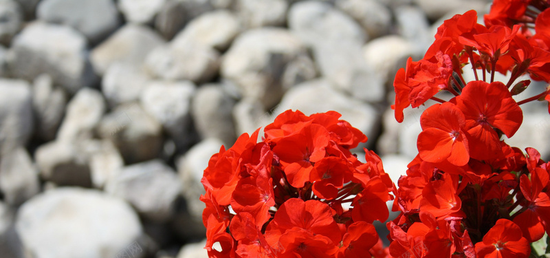 天竺葵jpg设计背景_88icon https://88icon.com 红色 花 石头 天竺葵 开花植物 多年生植物 海报banner 摄影 风景
