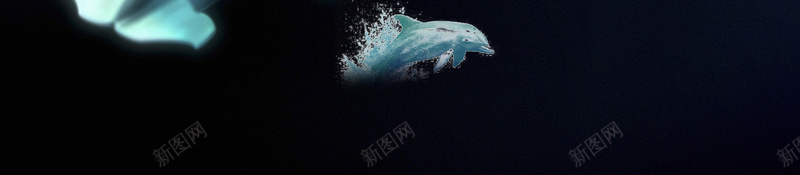 白鲸宣传海报背景jpg设计背景_88icon https://88icon.com 动物 宣传 海报 海洋 背景 白鲸 生物 可爱
