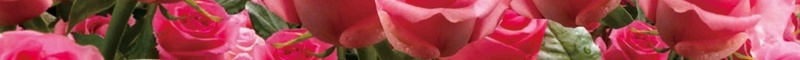 唯美玫瑰精华露宣传海报背景模板psd设计背景_88icon https://88icon.com 精华露 唯美 宣传 海报 玫瑰 背景 化妆品 护肤品 梦幻
