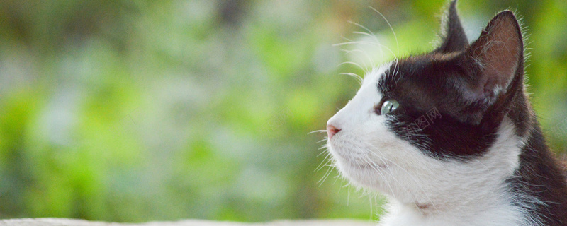 绿色渐变可爱猫咪背景jpg设计背景_88icon https://88icon.com 可爱 渐变 猫咪 童趣 绿色 海报banner 卡通 手绘