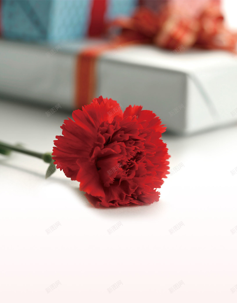 母亲节康乃馨特写H5背景psd设计背景_88icon https://88icon.com 感恩母亲节 母亲节快乐 感谢母亲 母亲节 康乃馨特写 康乃馨微距 Mothers Day