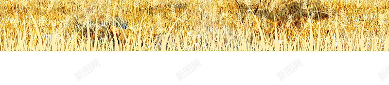 二十四节气芒种海报jpg设计背景_88icon https://88icon.com 收割 燕子 简约 麦子 黄色 二十四节气 芒果 庄稼
