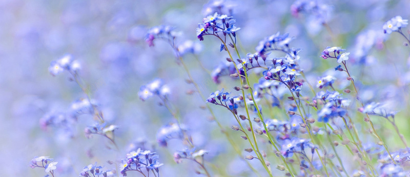 紫花背景jpg设计背景_88icon https://88icon.com 背景 banner 首页 海报 淘宝海报 天猫海报 海报素材 活动背景 花 公园 紫 海报banner 摄影 风景