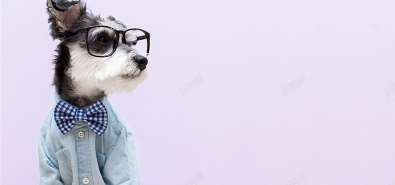 博士狗可爱萌宠文艺淘宝bannerjpg设计背景_88icon https://88icon.com 可爱 萌宠 文艺 海报banner 小清新 博士狗 淘宝 简约