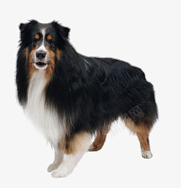可爱的大狗狗可以下载png免抠素材_88icon https://88icon.com 狗 大狗 狗狗 猫狗