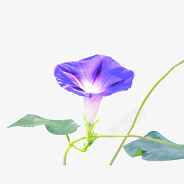 牵牛花春天紫色千牛psd免抠素材_88icon https://88icon.com 牵牛花 春天 紫色 千牛