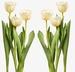 照片免扣白色的郁金香png免抠素材_88icon https://88icon.com 郁金香 鲜花 植物 装饰 花店 母亲节