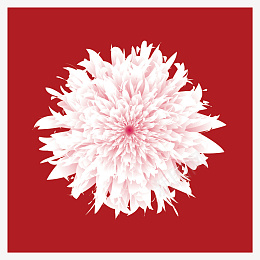 粉色复古大花ai免抠素材_88icon https://88icon.com 粉色 复古 春天 花