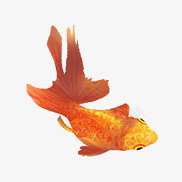 色彩灵动小金鱼png免抠素材_88icon https://88icon.com 金鱼 插画 金色 鱼