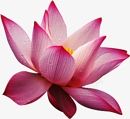 高清精美粉色荷花矢量素材png免抠素材_88icon https://88icon.com 高清 矢量 粉荷 荷花 莲花 插画